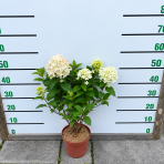 Hortenzia metlinatá (Hydrangea paniculata) ´MAGICAL CANDLE´® - výška 30-40 cm, kont. C2L